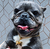 Colar pet com inicial