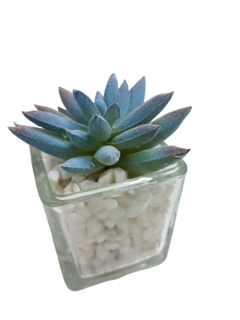 Pack X12 Plantas Artificial en Maceta Vidrio Cactus Suculenta - tienda online