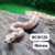 T+ BCI (Boa constrictor imperator) FÊMEA - BCI0125 na internet