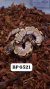 SPIDER - Ball Python (Python regius) FÊMEA- BP6521 - comprar online