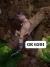 Gecko leopardo - Tremper hypo eclipse (Leopard Gecko) - GK6591 - Fauna Criadouro