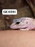 Gecko leopardo - Tremper hypo eclipse (Leopard Gecko) - GK6591 na internet