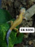 Gecko leopardo - Sunglow (Leopard Gecko) - GK6595 - Fauna Criadouro