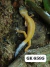 Gecko leopardo - Sunglow (Leopard Gecko) - GK6595 na internet