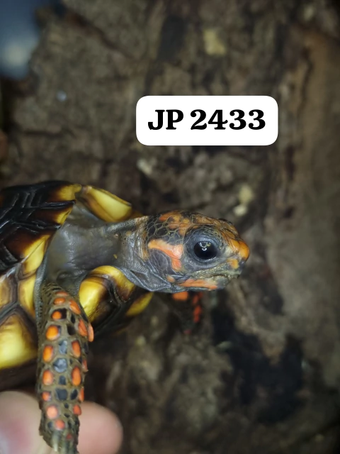 Jabuti Piranga - Chelonoidis carbonarius - JP2433 - comprar online