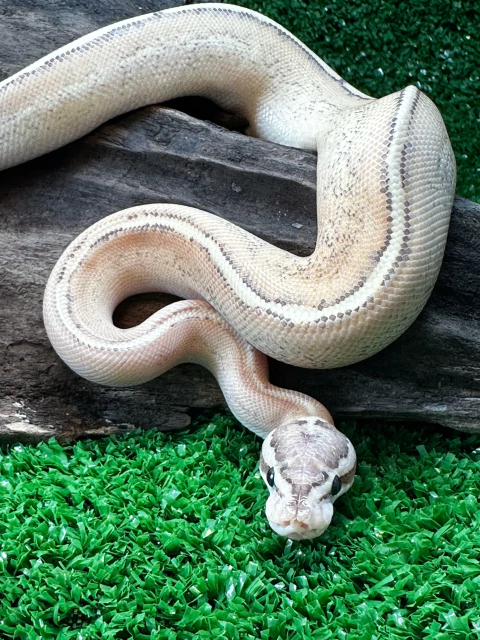 PUMA - Python Ball (Python regius) - MACHO - BP6559 - comprar online