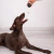 Pelota con soga en internet