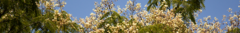 Banner da categoria Angico