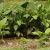 Açafrão da Terra - 15g - loja online