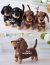 Receita Cachorro Salsicha Amigurumi - PDF