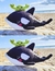 Receita Baleia Orca Amigurumi - PDF