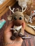 Receita Sven Rena Amigurumi - PDF