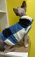 Pele Persa Azul - comprar online