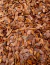 Casca de Pinus 1,350 Kg Polida Mini - comprar online
