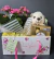 Calanchoe Com Pelucia e Ferrero - comprar online