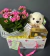 Calanchoe Com Pelucia e Ferrero na internet
