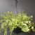 Peperômia Scandens Cuia 21 - comprar online