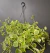Peperômia Scandens Cuia 21