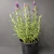 Lavanda Francesa - comprar online