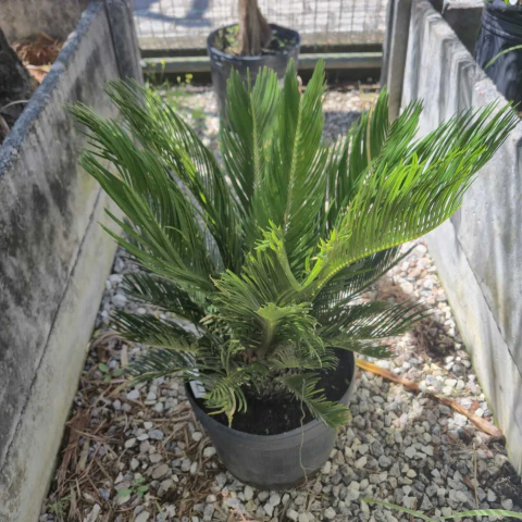 Palmeira Cyca