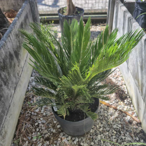 Palmeira Cyca