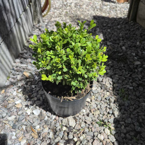 Buxinho 15cm