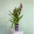 Vaso Cymbidium Nº 01 Transparente para Orquídeas 2,2 Litros - Jorani na internet