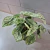 Caladium Pt 17 - comprar online