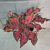 Caladium Pt 17 na internet