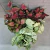 Caladium Pt 17