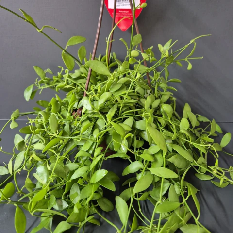 Dischidia Cuia 13