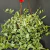 Dischidia Cuia 13 - comprar online
