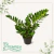 Zamioculca Pt 24 - comprar online