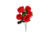 BUQUE ROSAS VERMELHO C/5-30CM