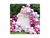 BALAO LISO RED. 09 ROSA FORTE PIC PIC 50 UN - comprar online