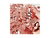 CONFETE METALIZADO ROSE GOLD/COLORS 10g na internet