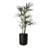 Palmera Raphis Small