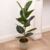 Ficus Gomero Mediana