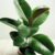Ficus Gomero Mediana - comprar online