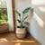 STRELITZIA NICOLAI CHICA