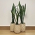Sansevieria