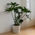 Philodendron Misionero