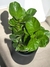 FICUS PANDURATA RAMIFICADA - Yoko Deco Garden