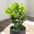 FICUS PANDURATA RAMIFICADA - comprar online