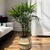 PALMERA RAPHIS MEDIANA - comprar online