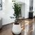 FICUS BENJAMINA - comprar online