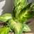 PLANTA DIEFFENBACHIA en internet