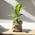 PLANTA DIEFFENBACHIA - comprar online