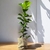 FICUS PANDURATA CHICO - comprar online