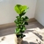 FICUS PANDURATA CHICO en internet